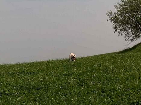 Blanding af racer Freja  - Nu kommer jeg...! billede 12