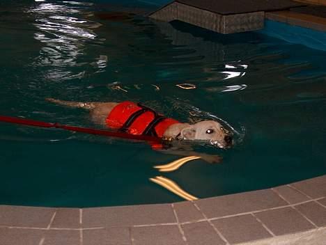 Blanding af racer Freja  - En lille svømmetur ved midtjysk hundecenter billede 13