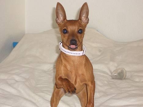 Dvaergpinscher Kate<3 12 maj billede 2