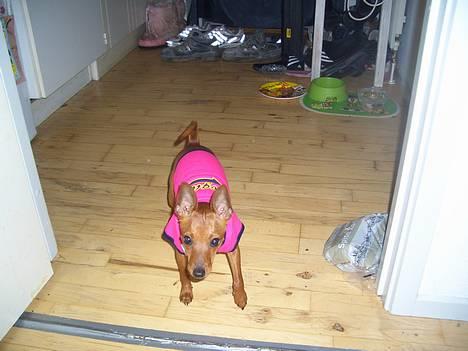 Dvaergpinscher Kate<3 12 maj billede 3