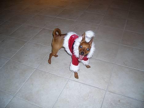 Dvaergpinscher Kate<3 12 maj - Juleaften billede 4