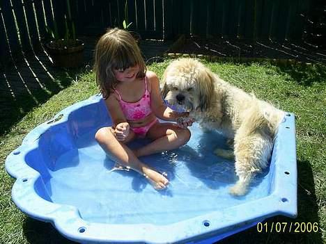 Lhasa apso Buller - De 2 vandhunde billede 12