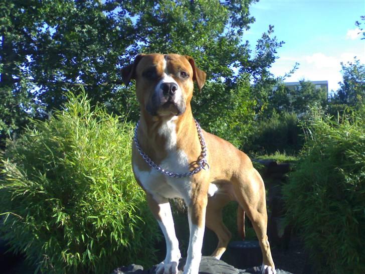 Amerikansk staffordshire terrier chico - her er jeg hehe :) billede 1