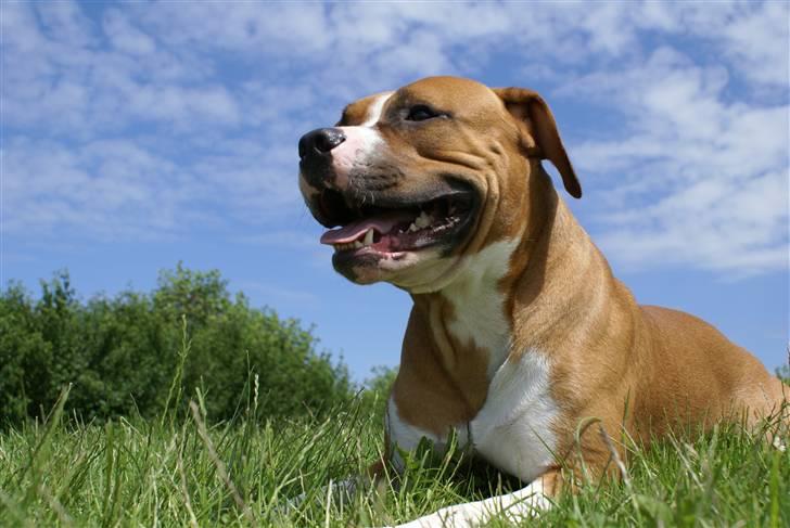 Amerikansk staffordshire terrier chico - iih jeg for solen lige i øjne billede 2