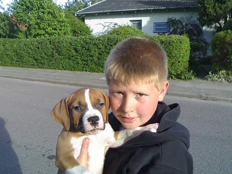 Amerikansk staffordshire terrier chico billede 3