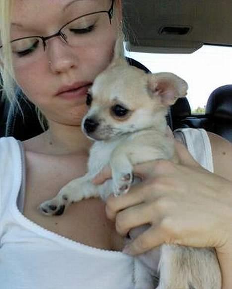 Chihuahua Oliver - Her er vi på vej hjem med ham. Lige knap 9 uger gammel. billede 9