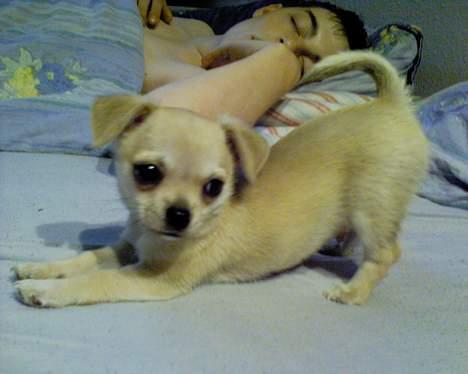 Chihuahua Oliver - Her er han lige vågnet fra sin skønhedssøvn billede 10