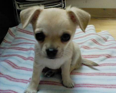 Chihuahua Oliver - Uskyldigheden selv billede 11