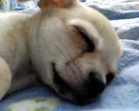 Chihuahua Oliver billede 12