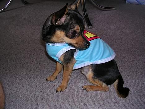 Chihuahua Chucky *R.I.P* - he´s sooooo adoreble !!! <3 billede 2