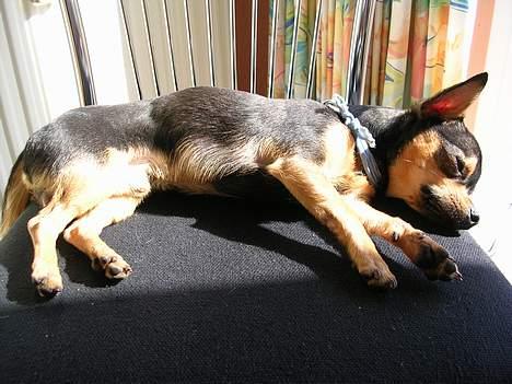 Chihuahua Chucky *R.I.P* billede 3