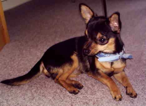 Chihuahua Chucky *R.I.P* - <3 billede 4