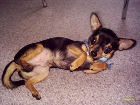 Chihuahua Chucky *R.I.P* - <3 billede 5