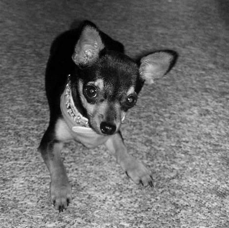 Chihuahua Chucky *R.I.P* - <3 billede 6