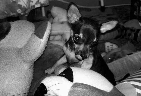 Chihuahua Chucky *R.I.P* - hehe  ! Chucky eeeelsker bamser.   billede 7
