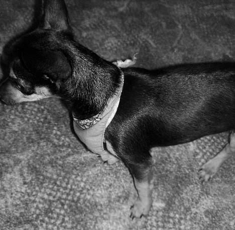 Chihuahua Chucky *R.I.P* - min smuksak! billede 8
