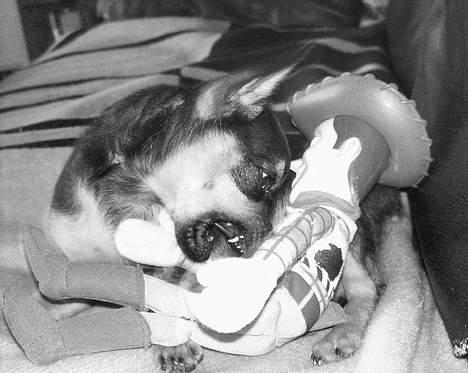 Chihuahua Chucky *R.I.P* - farlig hund! billede 9