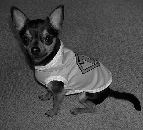 Chihuahua Chucky *R.I.P* - <3 billede 10