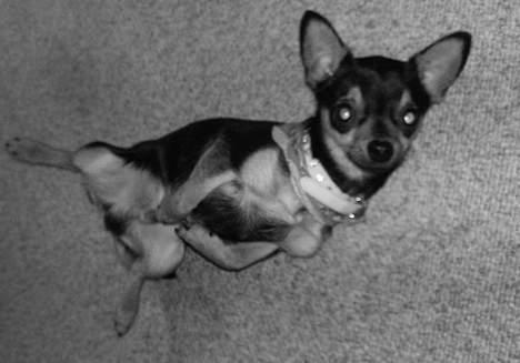 Chihuahua Chucky *R.I.P* - <3 billede 11