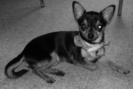 Chihuahua Chucky *R.I.P* - <3 billede 12