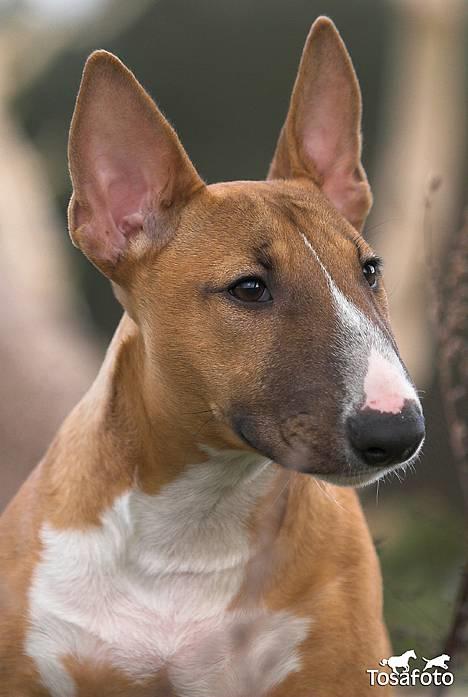 Bullterrier miniature Barca billede 1