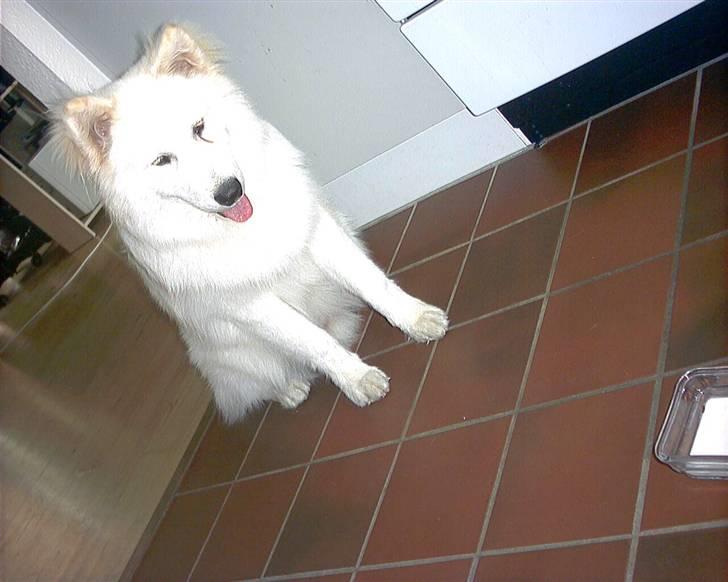 Samojedhund Frosty - Frosty for kærnemælk & sidder pænt  : ))   Juli - 2006 billede 20