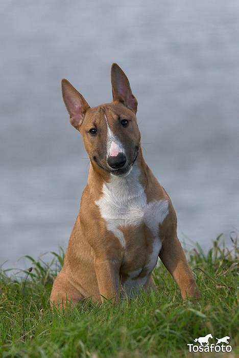 Bullterrier miniature Barca billede 2