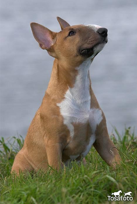 Bullterrier miniature Barca billede 3