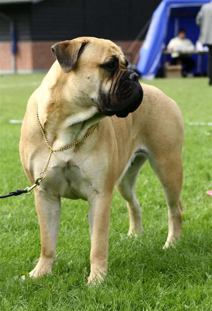 Bullmastiff Bertha - Udstilling i Tommerup 2. sep 07 Billeder tagert af Lima-foto billede 1