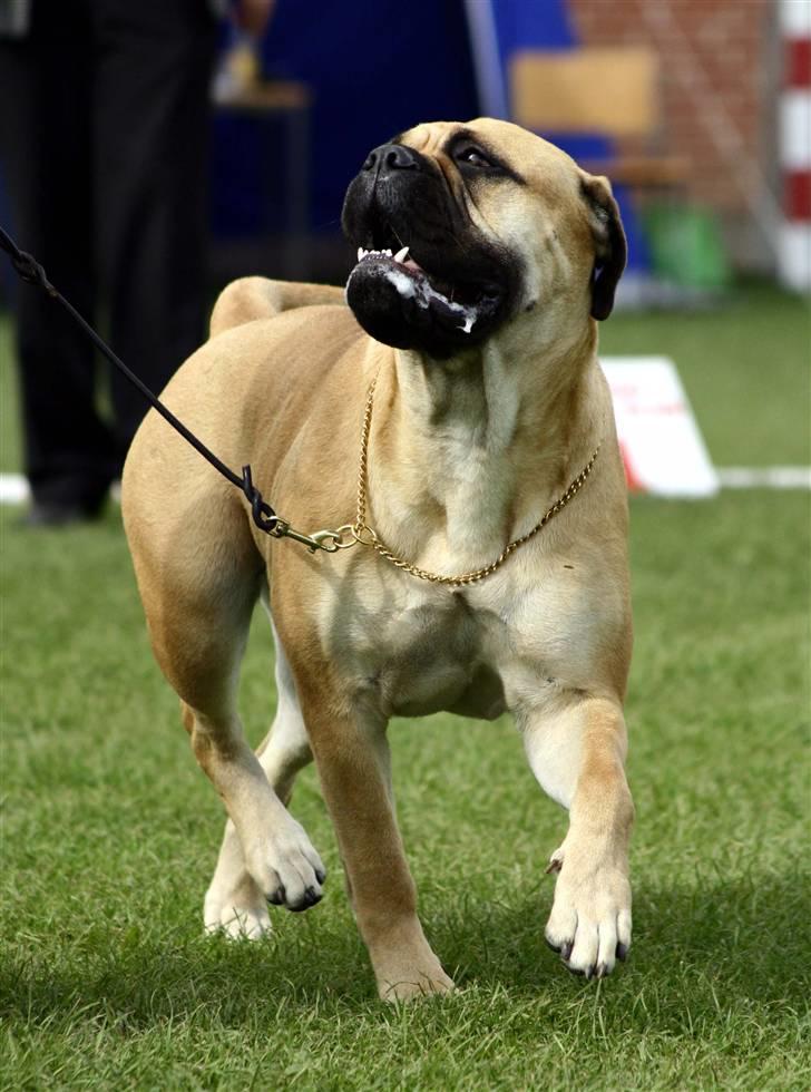 Bullmastiff Bertha - Gider godt at løbe med mor, hvis der er gode guffer. (Lima-foto) billede 2