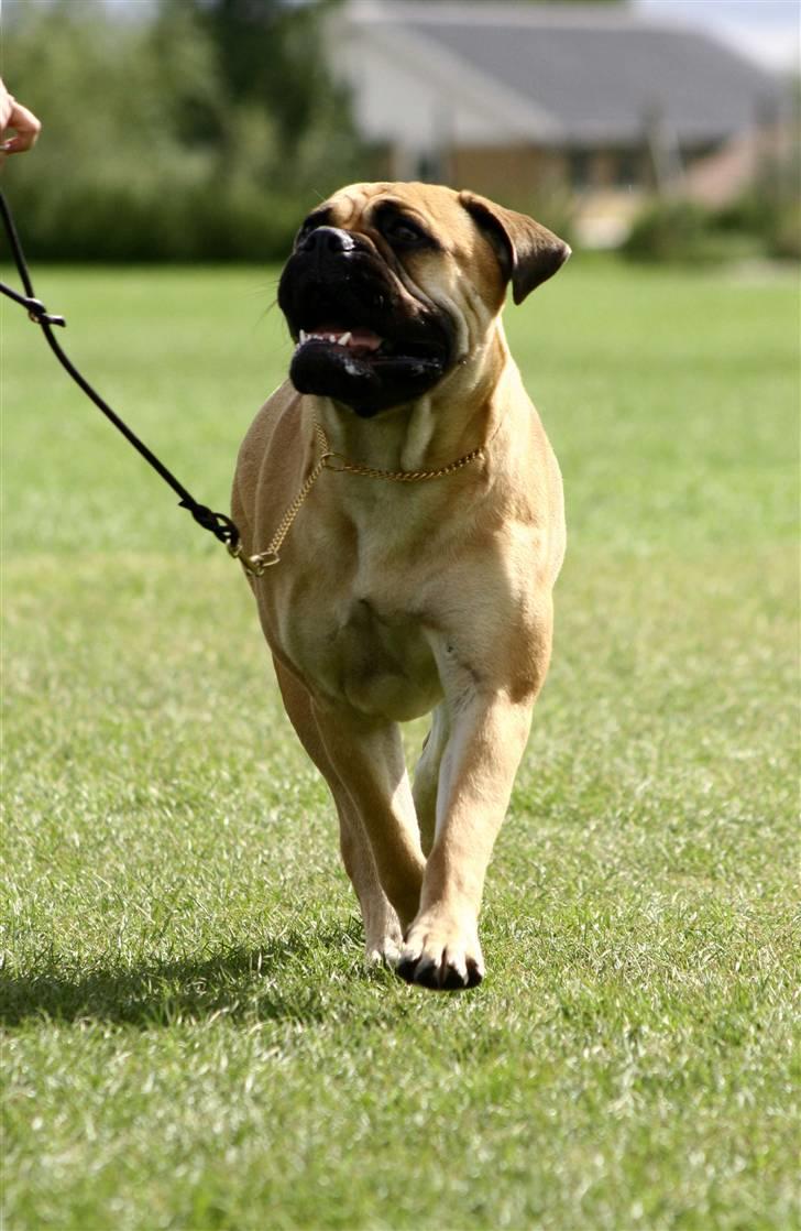 Bullmastiff Bertha - Tommerup 07. (lima-foto) billede 3