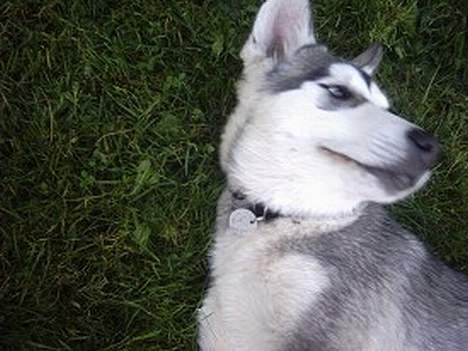 Alaskan malamute Freja *aflivet* billede 9