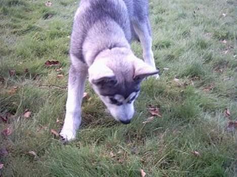 Alaskan malamute Freja *aflivet* billede 10