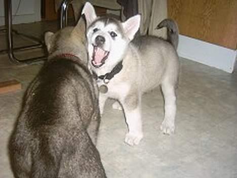 Alaskan malamute Freja *aflivet* billede 12