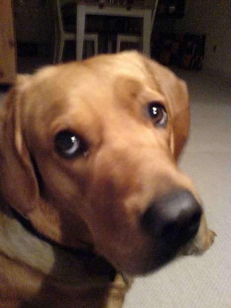 Labrador retriever sille billede 1