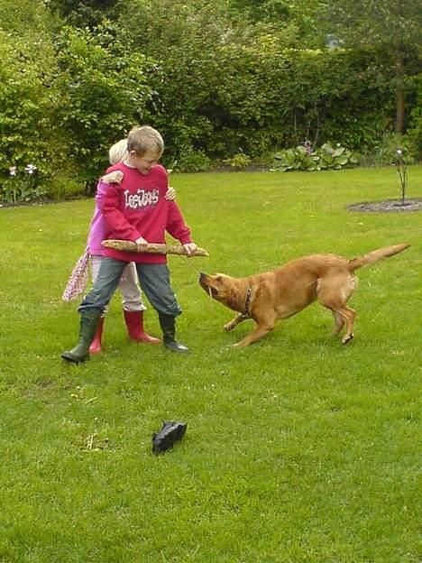 Labrador retriever sille - Min søsters børn prøver kræfter med hende billede 2