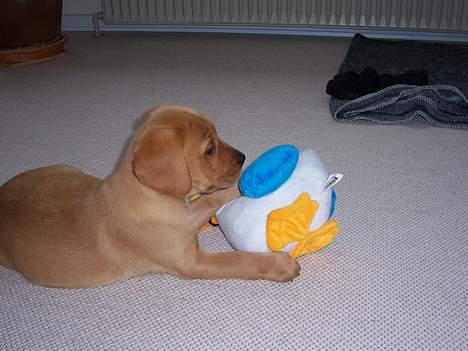 Labrador retriever sille - sille med hendes "And" billede 3