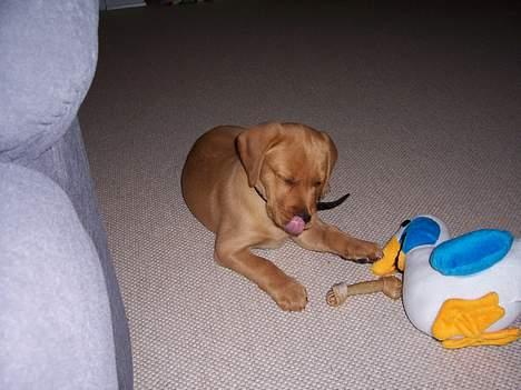 Labrador retriever sille - Mums det er godt med et tyggeben billede 4