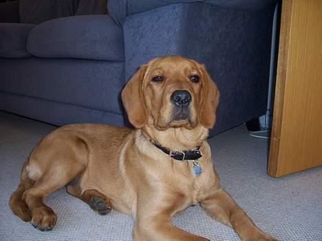 Labrador retriever sille billede 5