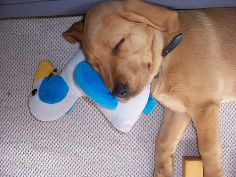 Labrador retriever sille - Det er altså hårdt at fange sådan en and billede 6