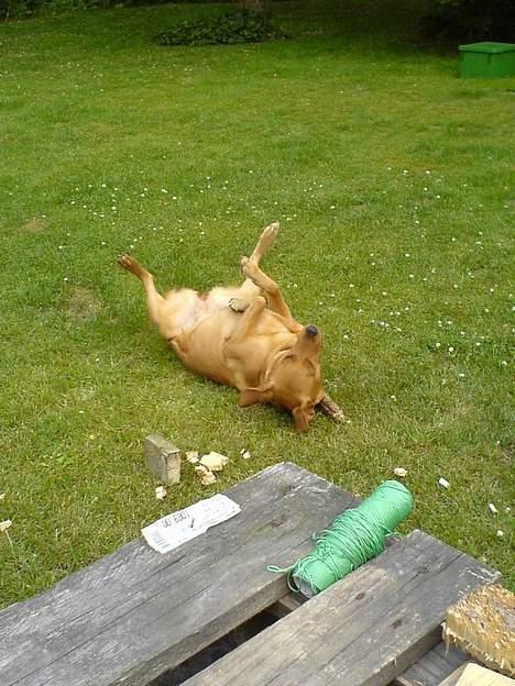 Labrador retriever sille billede 7