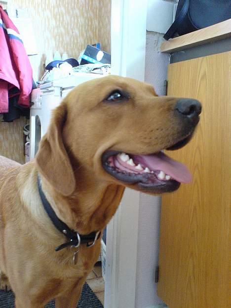 Labrador retriever sille billede 8