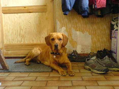 Labrador retriever sille billede 9