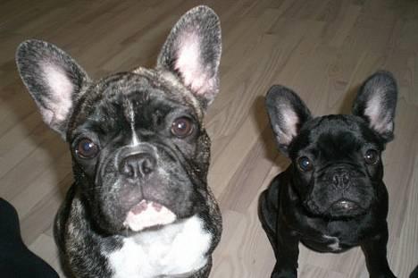 Fransk bulldog Emma - mig og min fine kusine maggie billede 1