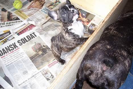 Fransk bulldog Emma - første gang vi så hende billede 2