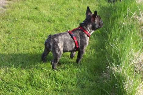 Fransk bulldog Emma - ca.13 uger billede 4