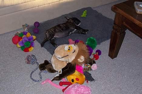 Fransk bulldog Emma - halvdellen af mit lege-tøj billede 6