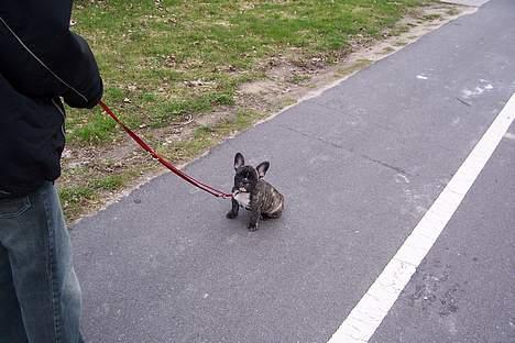 Fransk bulldog Emma - nej gider ikke at gå mere jeg er en fin dame så bære mig  billede 7