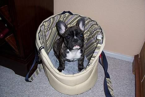 Fransk bulldog Emma - min fine kurv billede 8