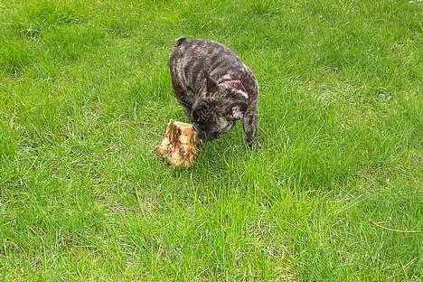 Fransk bulldog Emma - ude i haven hos min mormor og morfar billede 9